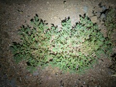 Parorectis sublaevis