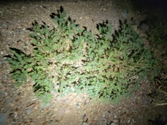 Parorectis sublaevis