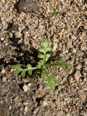 Nemophila menziesii