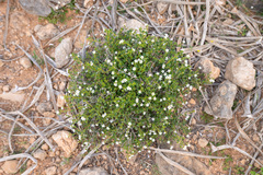 Heliotropium nigricans