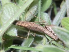 Entelloptera rogenhoferi
