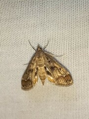 Parapoynx obscuralis