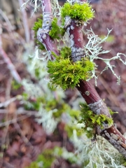 Orthotrichum consimile