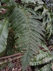 Dryopteris affinis