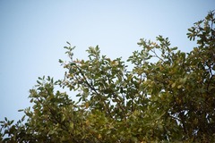 Tabebuia heterophylla