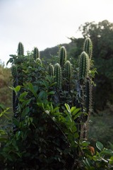 Cereeae