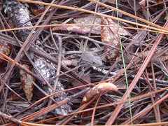 Sceloporus woodi