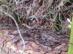 Sceloporus woodi