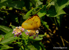Catopsilia pomona