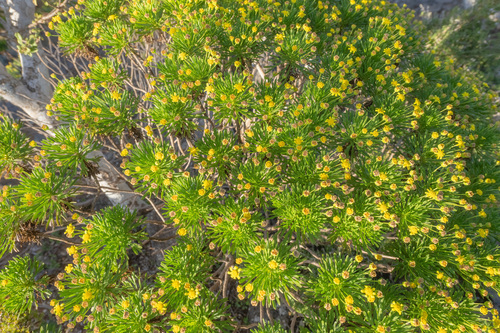 Euryops arabicus image