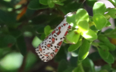 Utetheisa pulchelloides