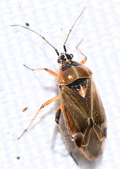 Harpocera thoracica