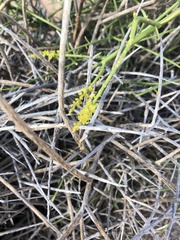 Ochradenus socotranus