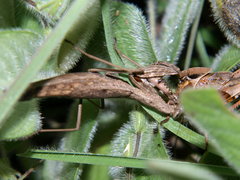 Entelloptera rogenhoferi