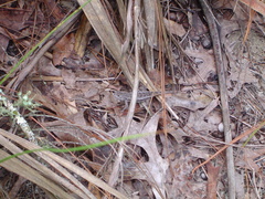 Sceloporus woodi