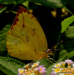 Catopsilia pomona