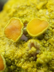 Xanthoria polycarpa image