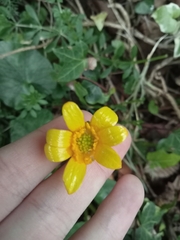 Ficaria verna