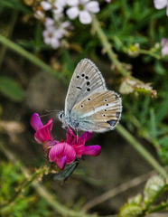 Polyommatus damon
