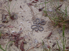 Lampropeltis extenuata