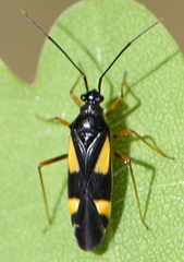 Dryophilocoris flavoquadrimaculatus