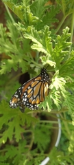 Danaus erippus