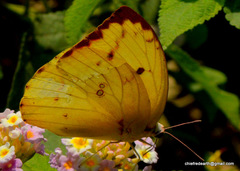 Catopsilia pomona