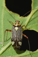 Rhabdomiris striatellus