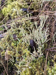 Cladonia scabriuscula