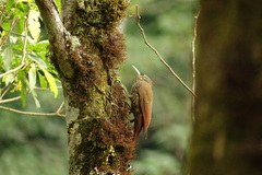 Lepidocolaptes affinis image