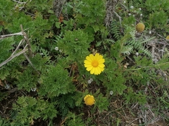 Glebionis coronaria