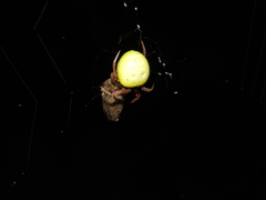 Araneus apricus
