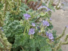 Phacelia scariosa
