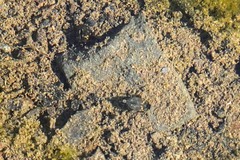 Leconectes striatellus