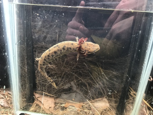 Neuse River Waterdog, Necturus lewisi
