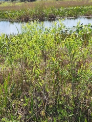 Salix caroliniana