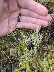 Cladonia scabriuscula