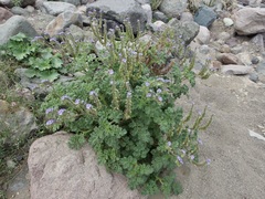 Phacelia scariosa