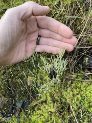 Cladonia scabriuscula