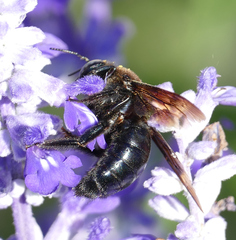 Xylocopa californica arizonensis
