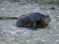 Sternotherus minor