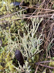 Cladonia scabriuscula