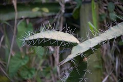 Acanthocereus tetragonus