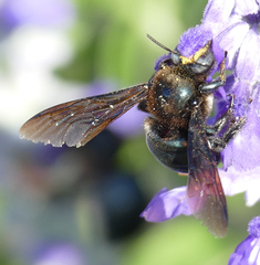 Xylocopa californica arizonensis