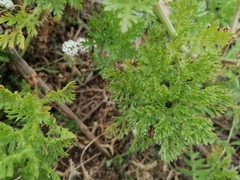 Glebionis coronaria