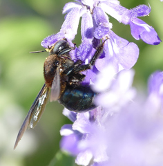 Xylocopa californica arizonensis
