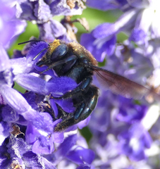 Xylocopa californica arizonensis