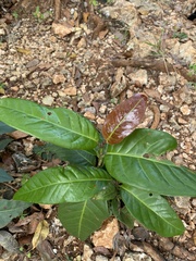 Coccoloba diversifolia