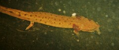 Necturus maculosus