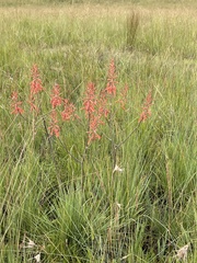 Aloe transvaalensis